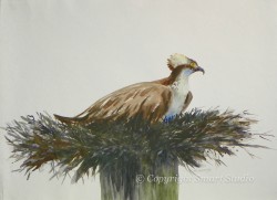 Nesting Osprey by Gail Cleveland