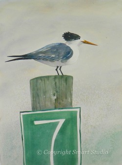 Royal Tern #7 by Gail Cleveland